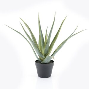 Plante Aloe - vera