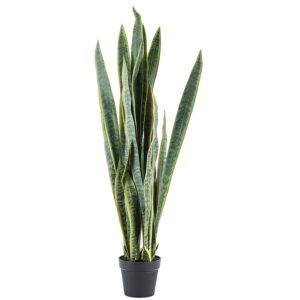 Plante Sansevieria - Large